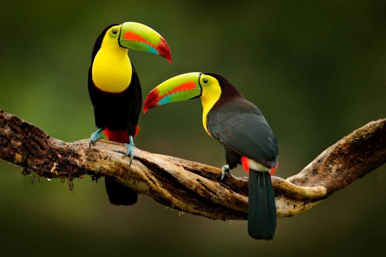 Toucans on a tree branch