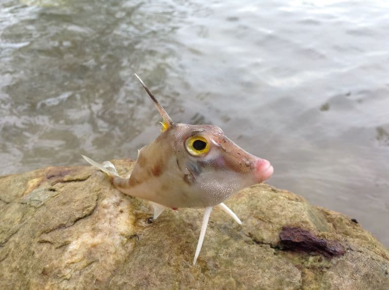 Tripod fish at the sea shore