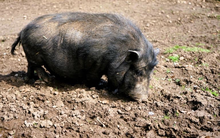 Vietnamese Pot-bellied Pig looking for food