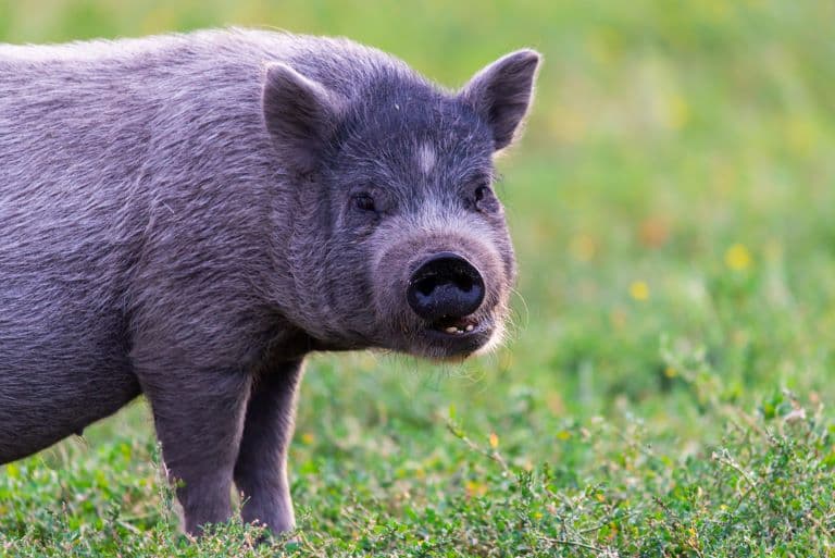Vietnamese Pot-bellied Pig profile