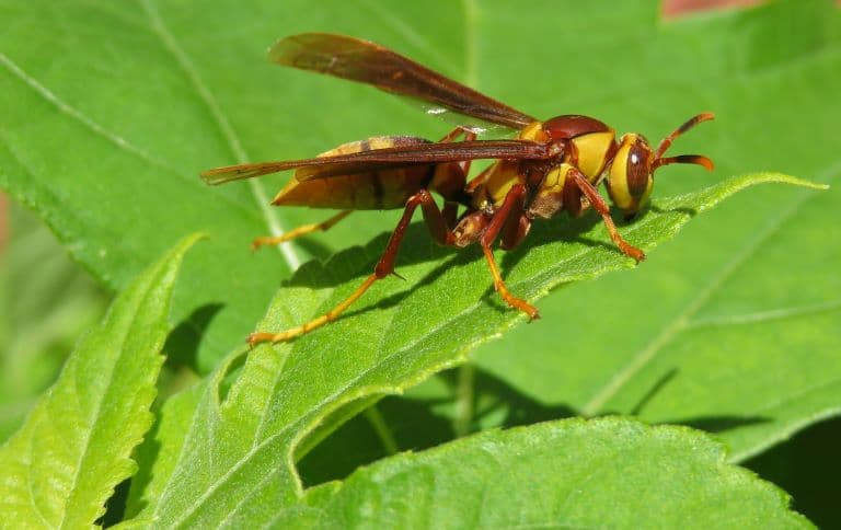 Wasp resting on a leaf
