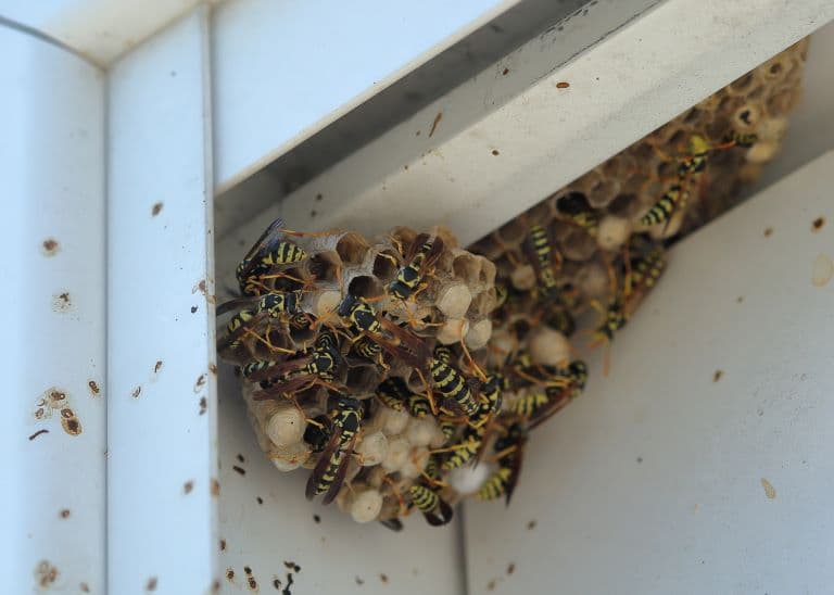 Wasps in a nest at a door corner