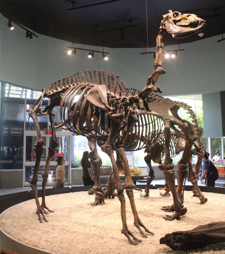 Yesterday's Camel Fossil