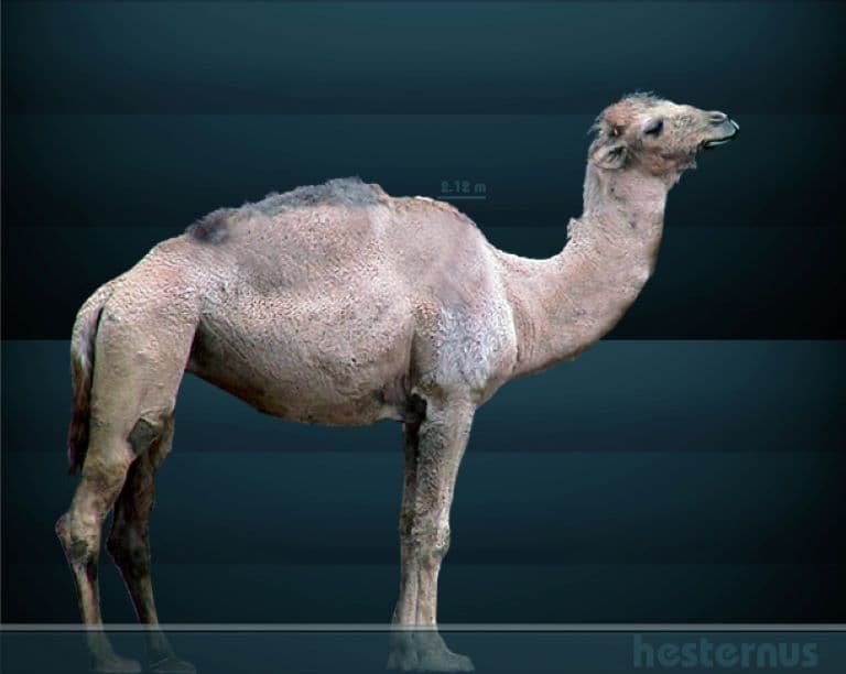 Yesterday's Camel profile