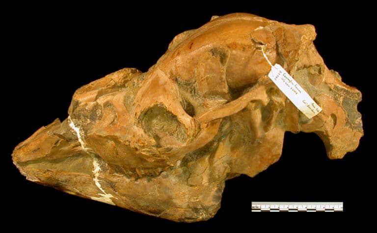 Yesterday's Camel skull