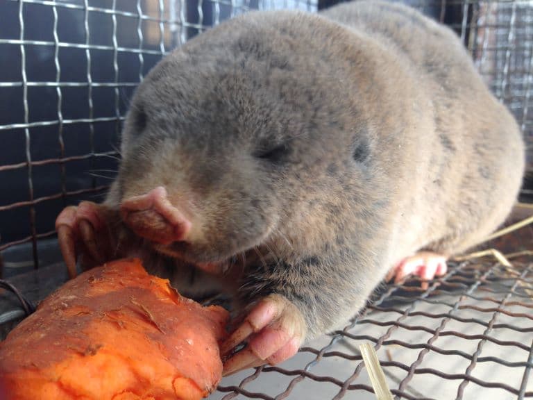 Zokor eating