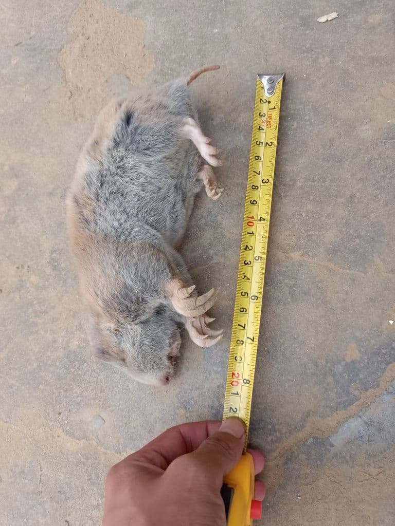 Zokor lying on the floor