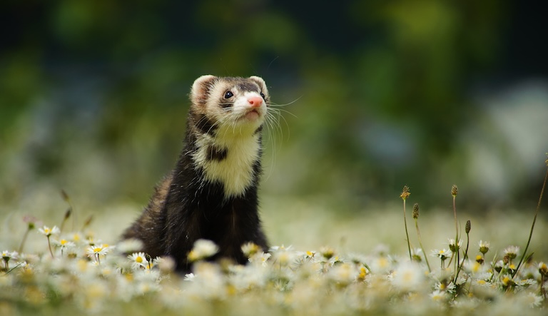 adorable looking ferret