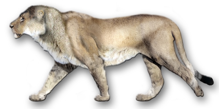 american lion profile