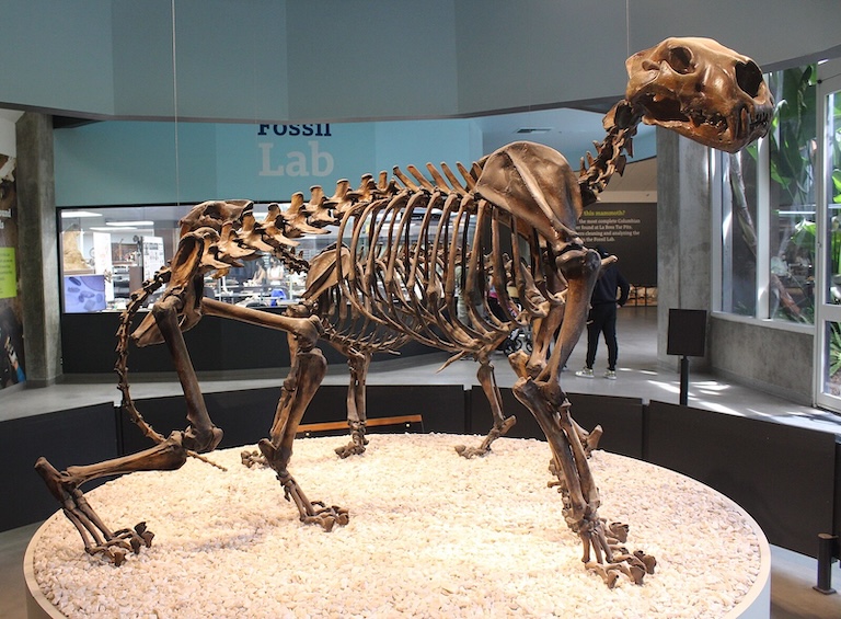 american lion skeleton