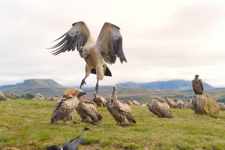 cape vulture landing