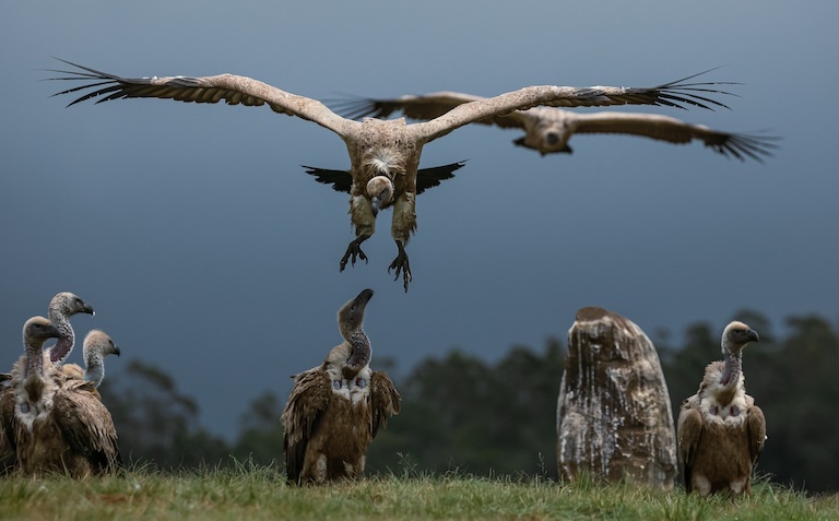 cape vultures landing