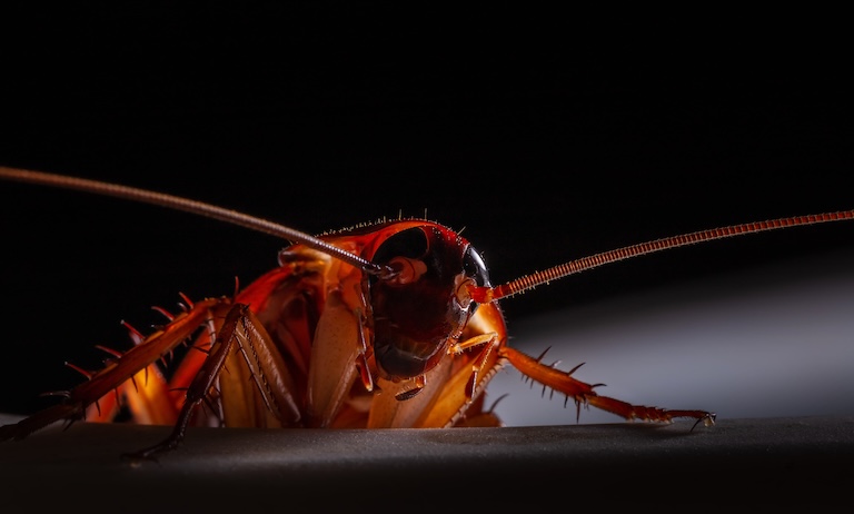 cockroach close up