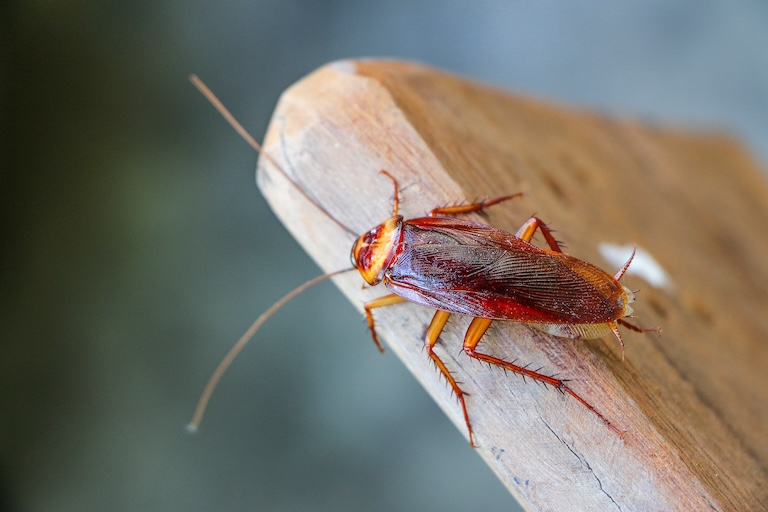cockroach on a board