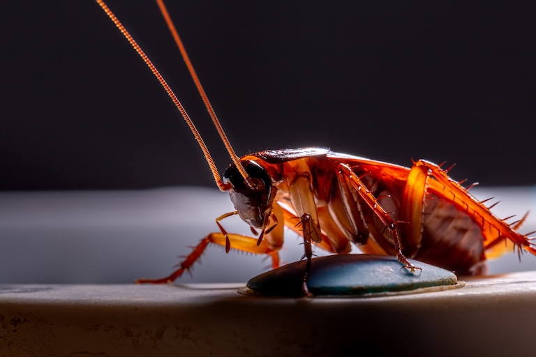 cockroach profile