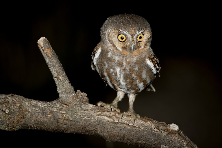 elf owl on a branch