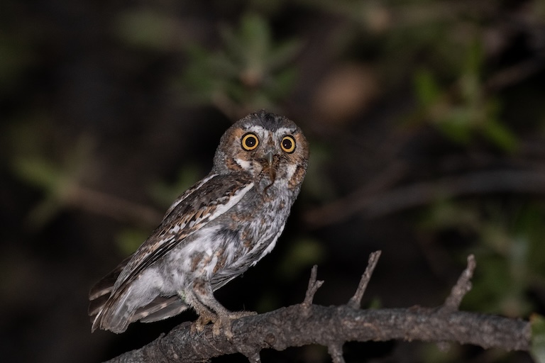 elf owl suprised