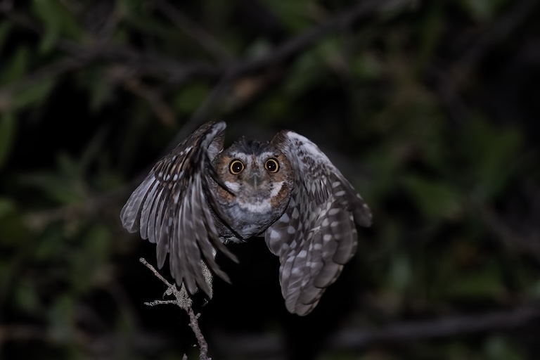 elf owl take-off