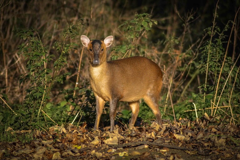 female muntjac