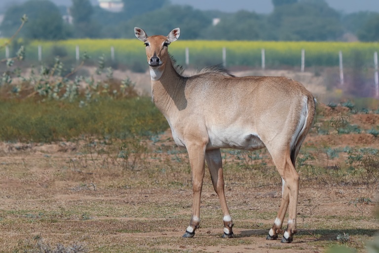 female nilgai