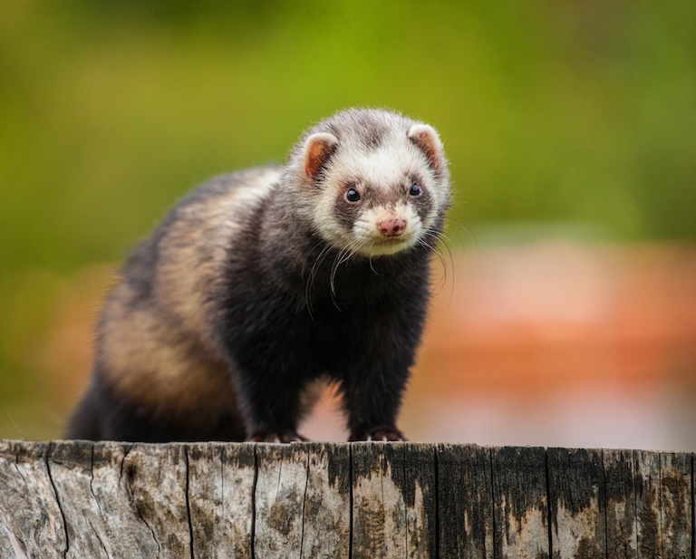 ferret on a post