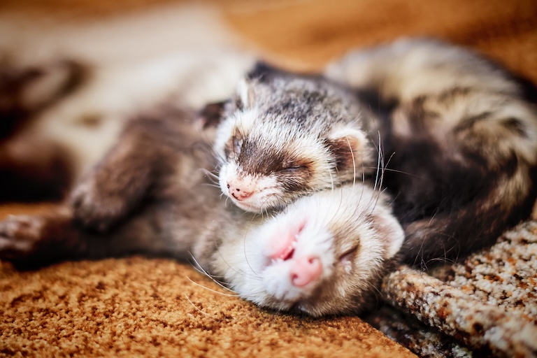 ferrets napping