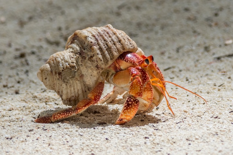 hermit crab ashore