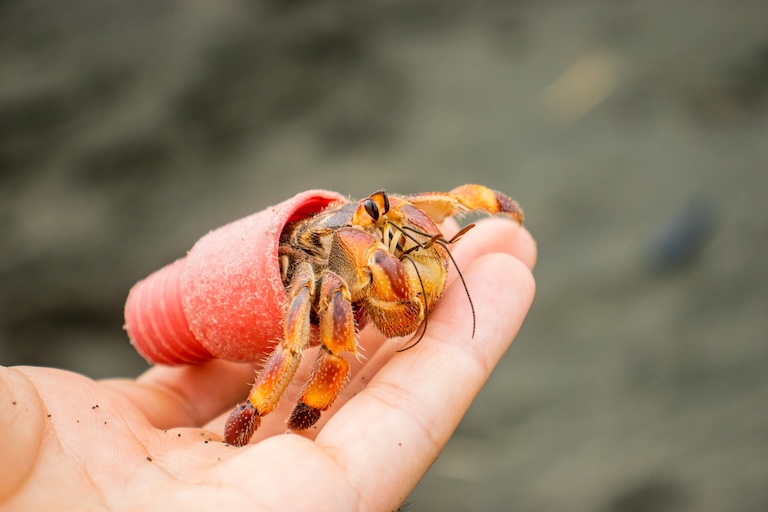 hermit crab in a pot