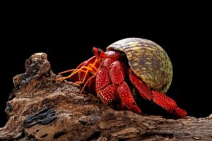 Hermit Crabs Facts - Fact Animal