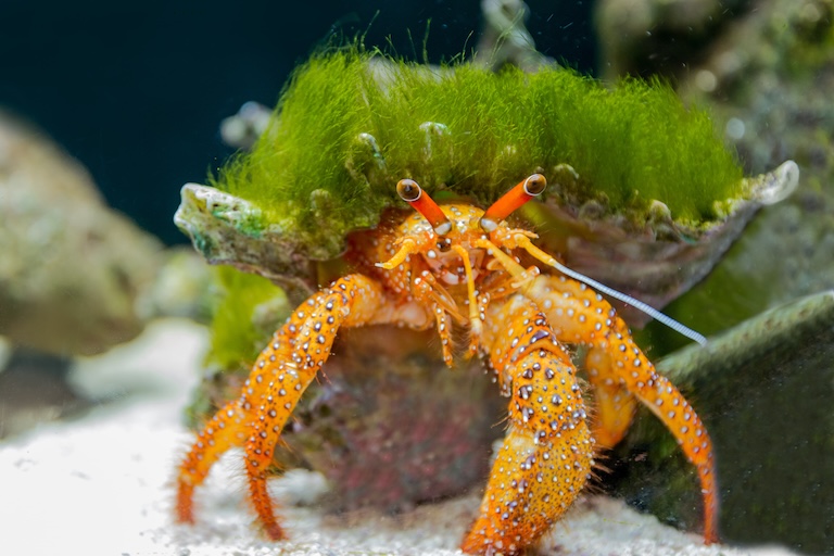 hermit crab profile