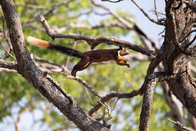 indian giant squirrel jumping