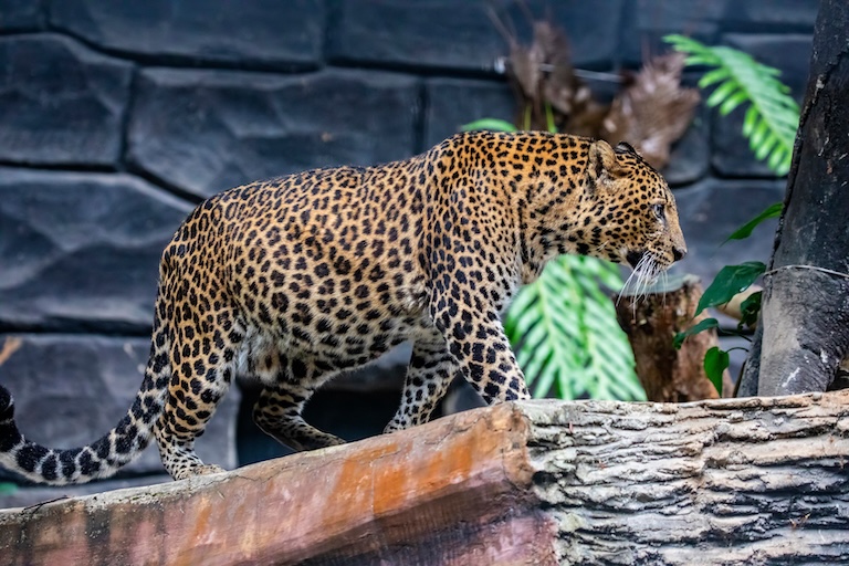 javan leopard portrait