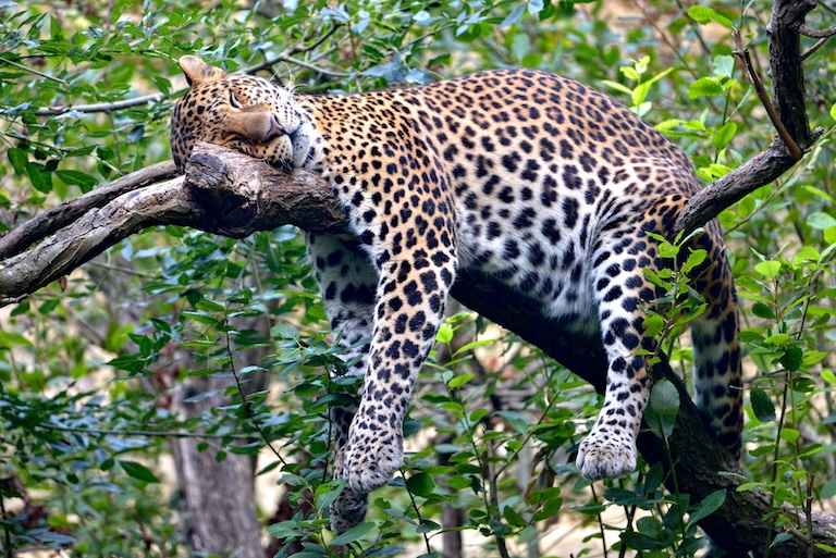 javan leopard sleeping