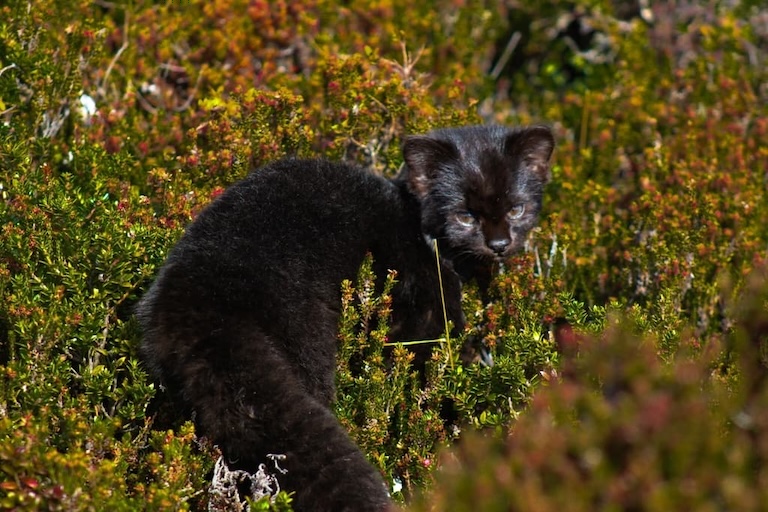 kodkod among flowers