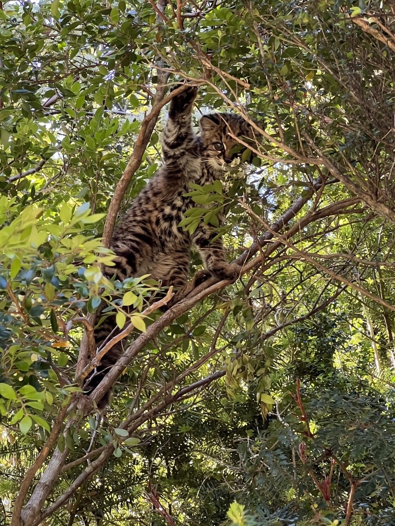 kodkod in a tree