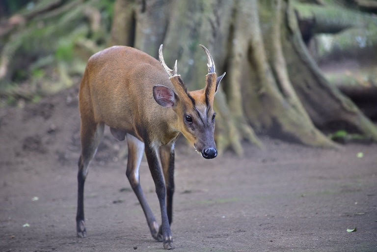 male muntjac