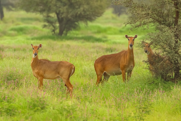 nilgai group