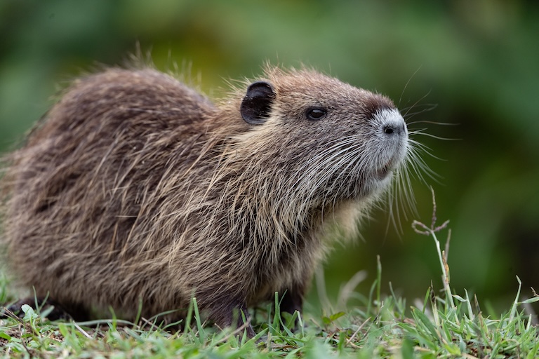 nutria profile