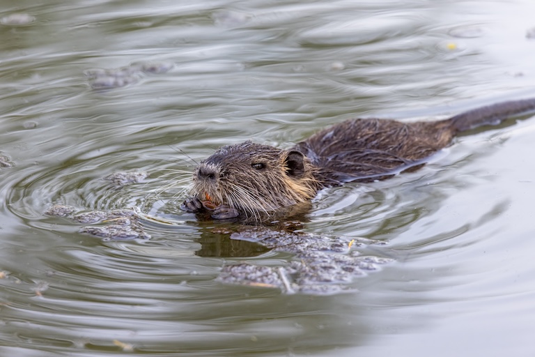 nutria swimming