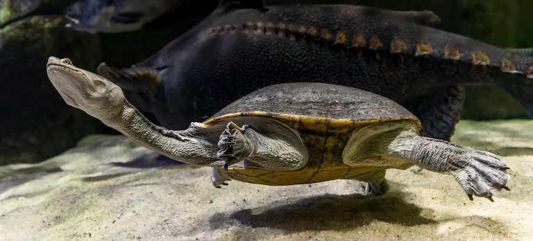 oblong turtle swimming