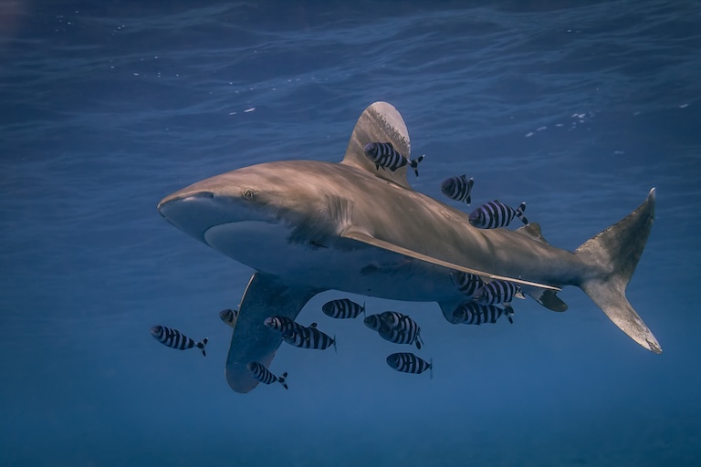 oceanic whitetip shark in the deep