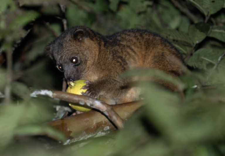 olinguito eating fruit