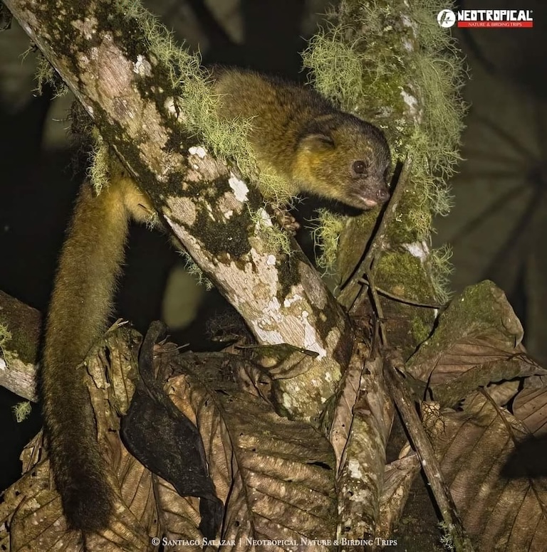 Olinguito profile
