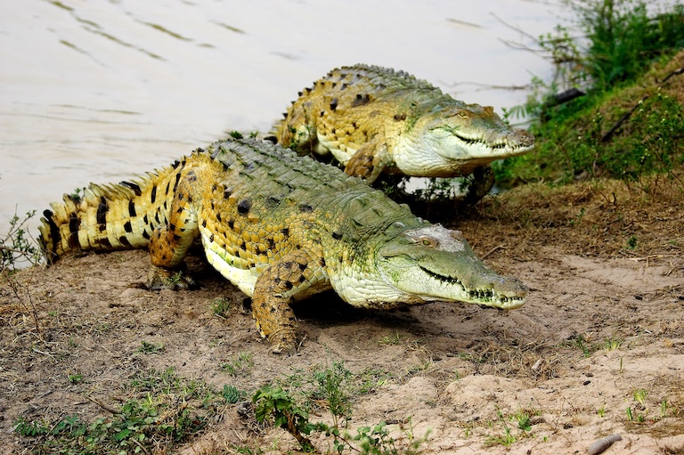 orinoco crocodile by the river bank