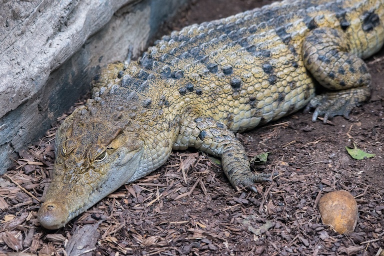 orinoco crocodile profile