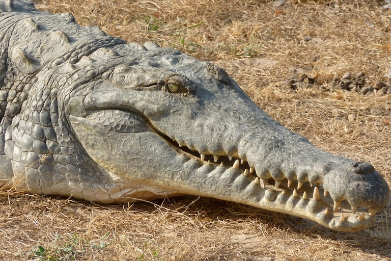 orinoco crocodile snout