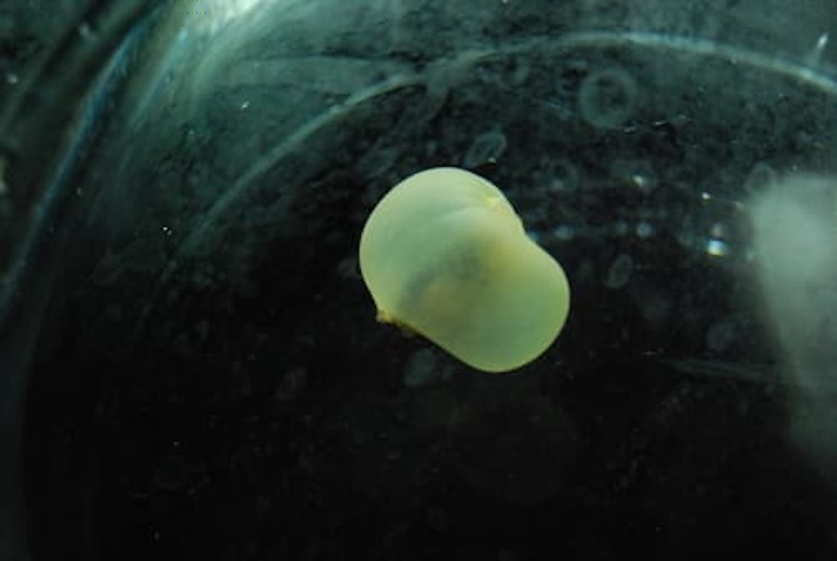 pigbutt worm in water