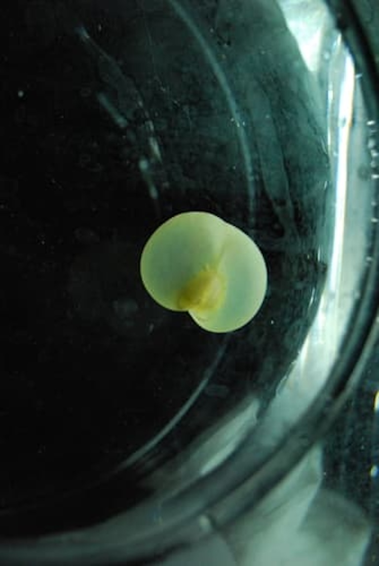 pigbutt worm swimming 