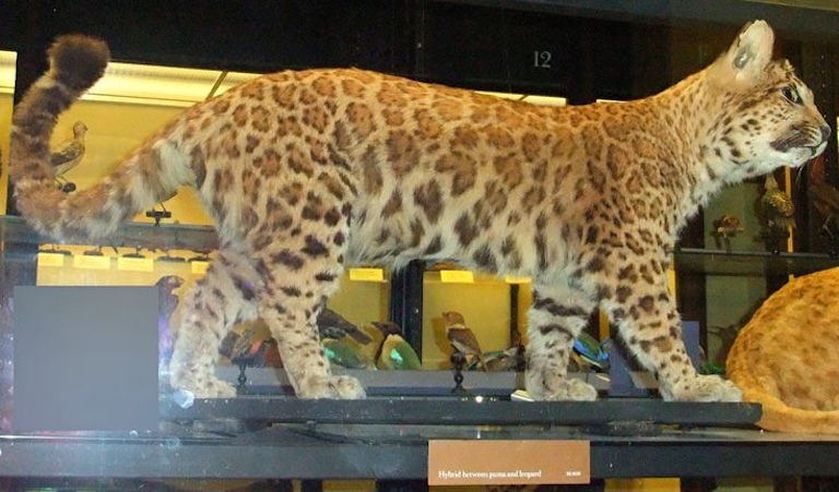 pumapard profile