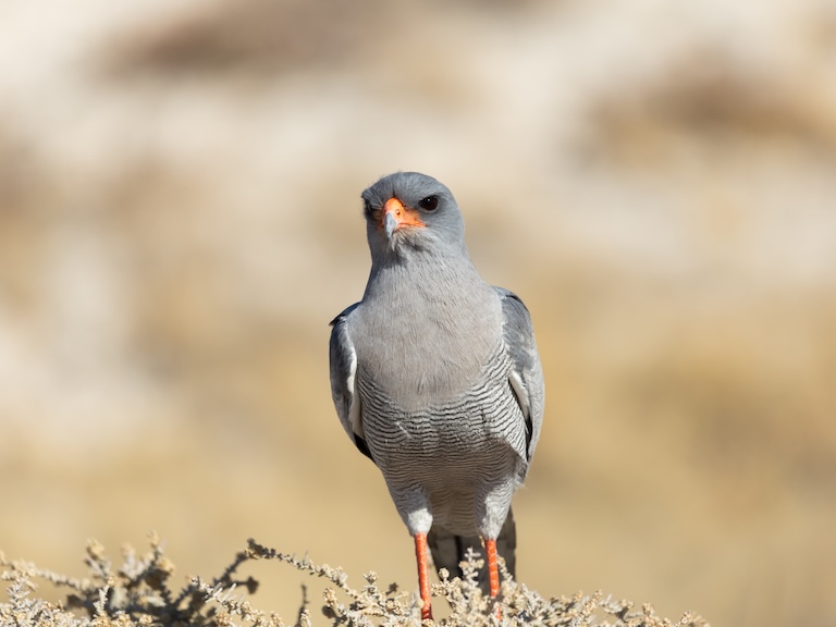 male pygmy falcon 